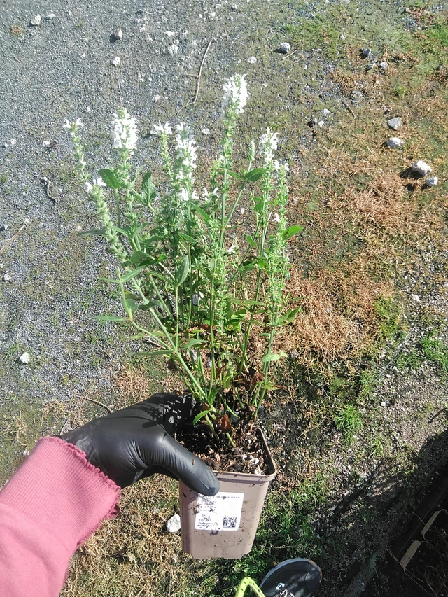 Salvia nemorosa Adrian - 19. 8. 2025