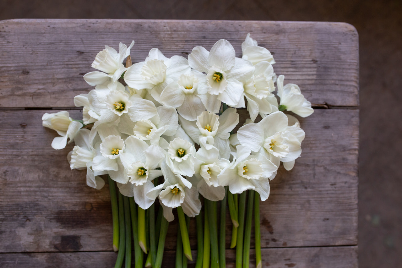 Narsissi Misty Glen, Loukykvět