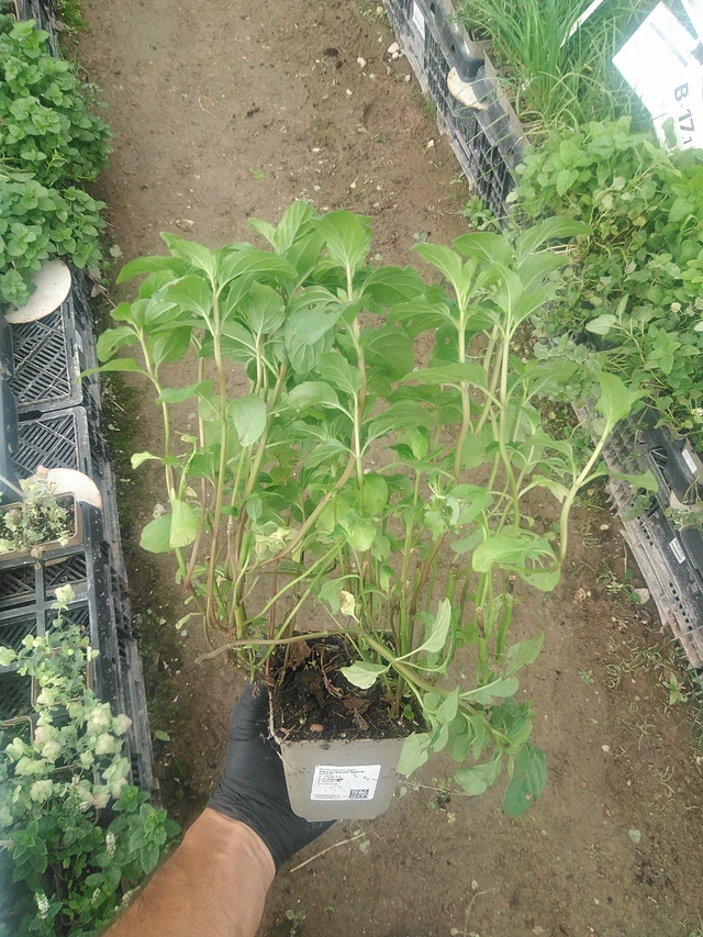 Basilikaminttu - 10. 9. 2025