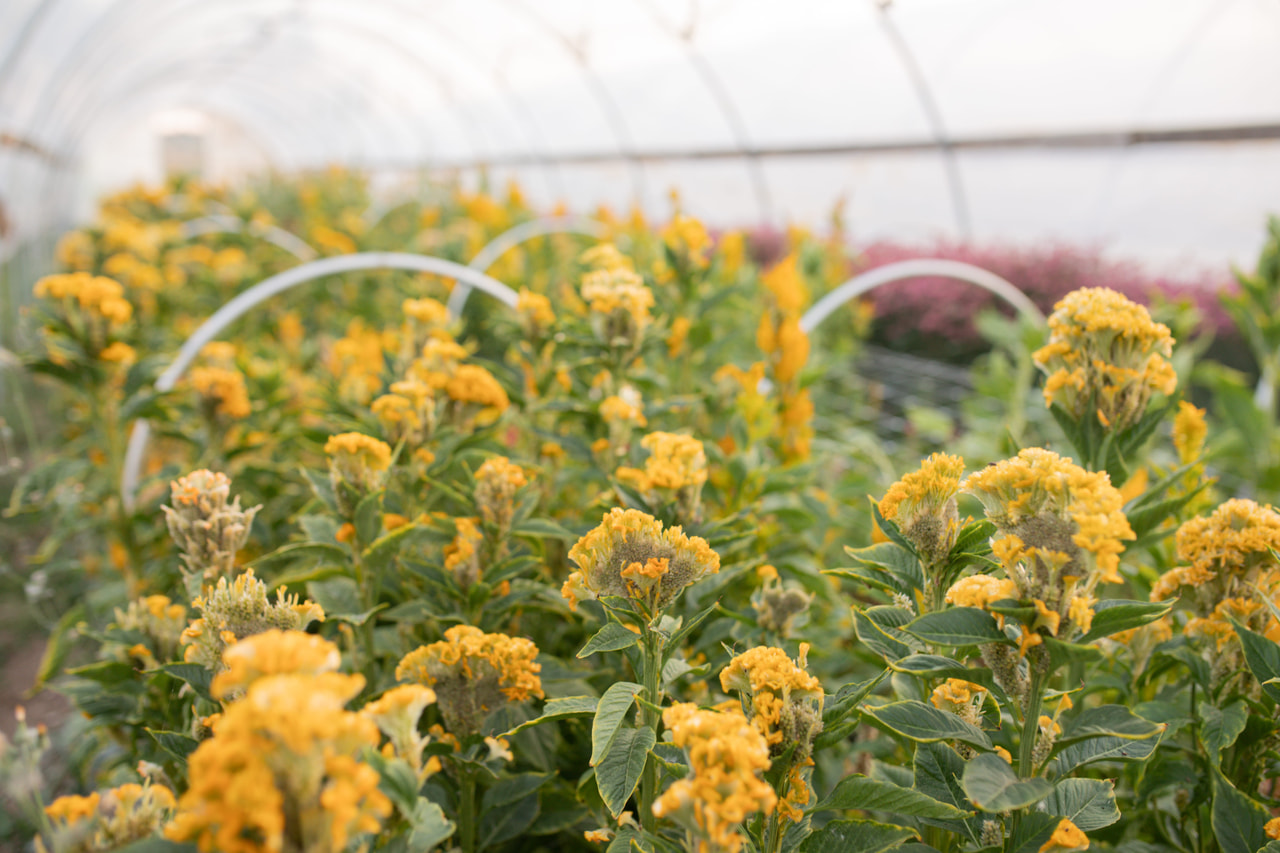 Kukonharja Act Inca Yellow, Loukykvět