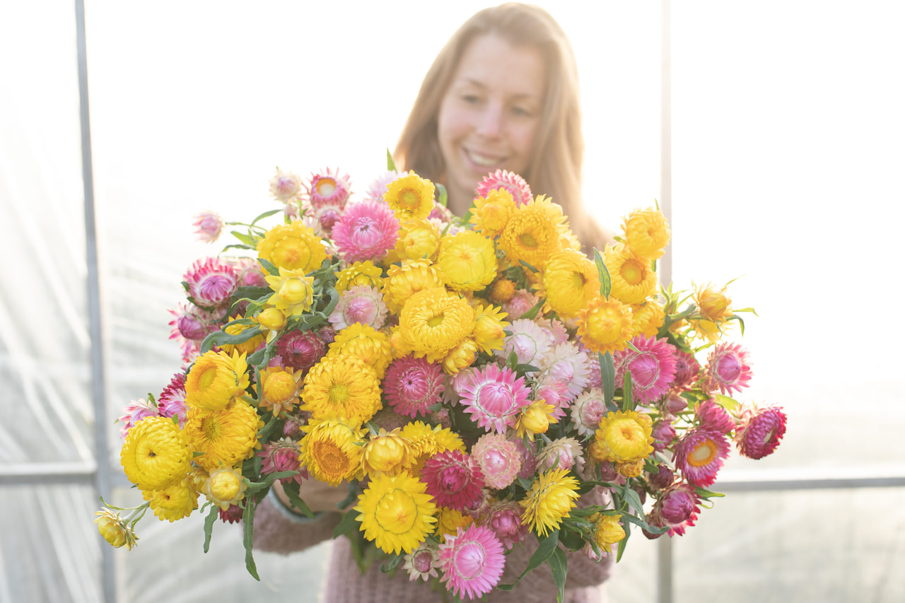 Strawflower Pink Lemonade Mix, Loukykvět