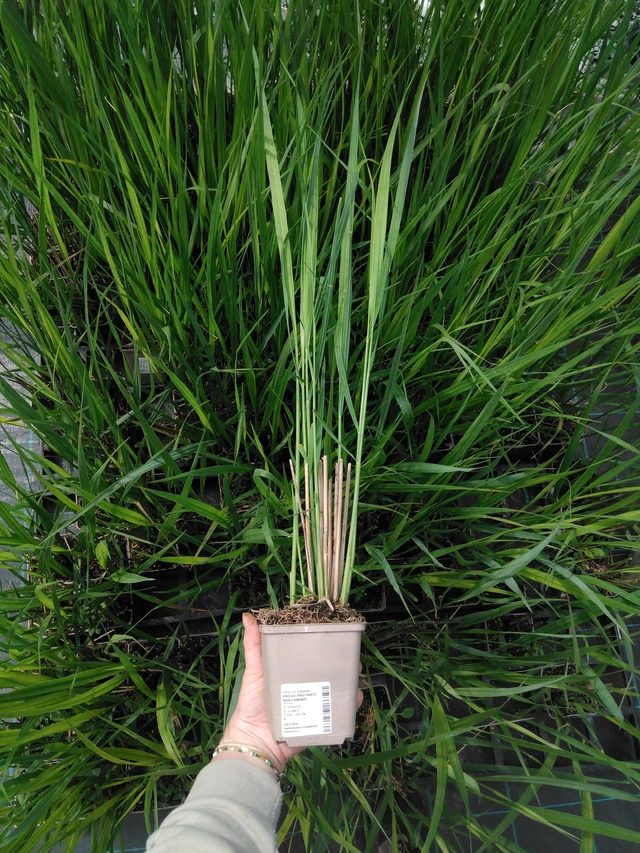 Lännenhirssi Northwind - 2024