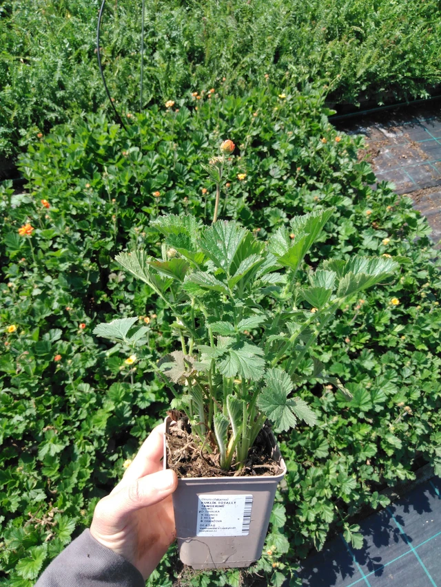 Kellukka Totally Tangerine - 13. 5. 2025