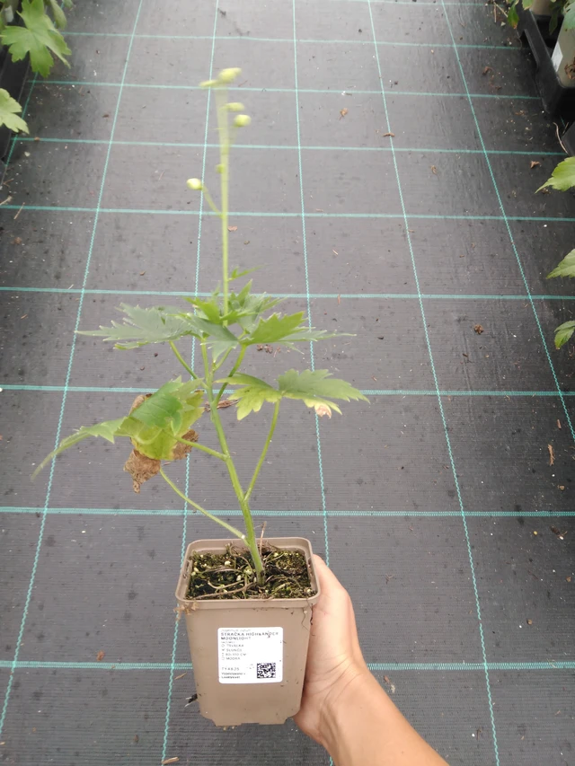 Espuela de caballero Highlander Moonlight - 10. 9. 2025