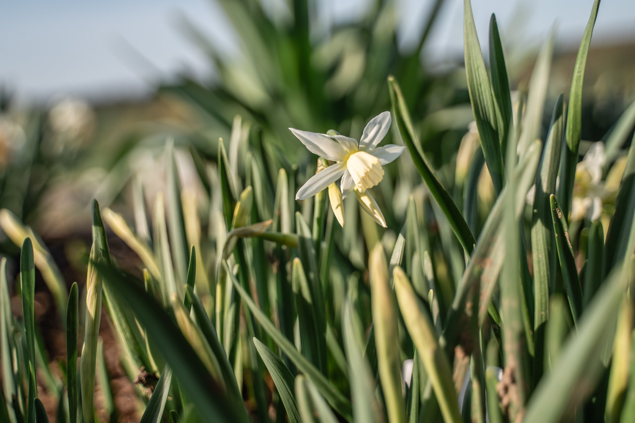Narsissi Thalia, Loukykvět