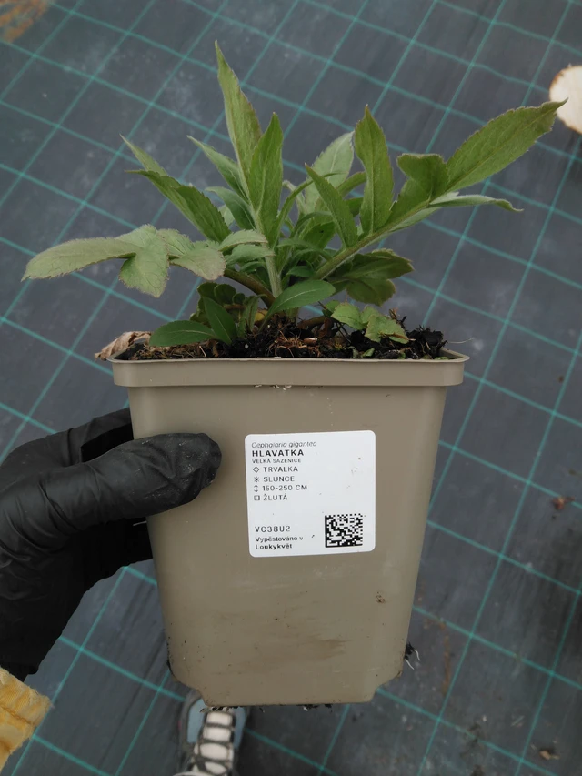 Kirahvinkukka - 1. 4. 2026