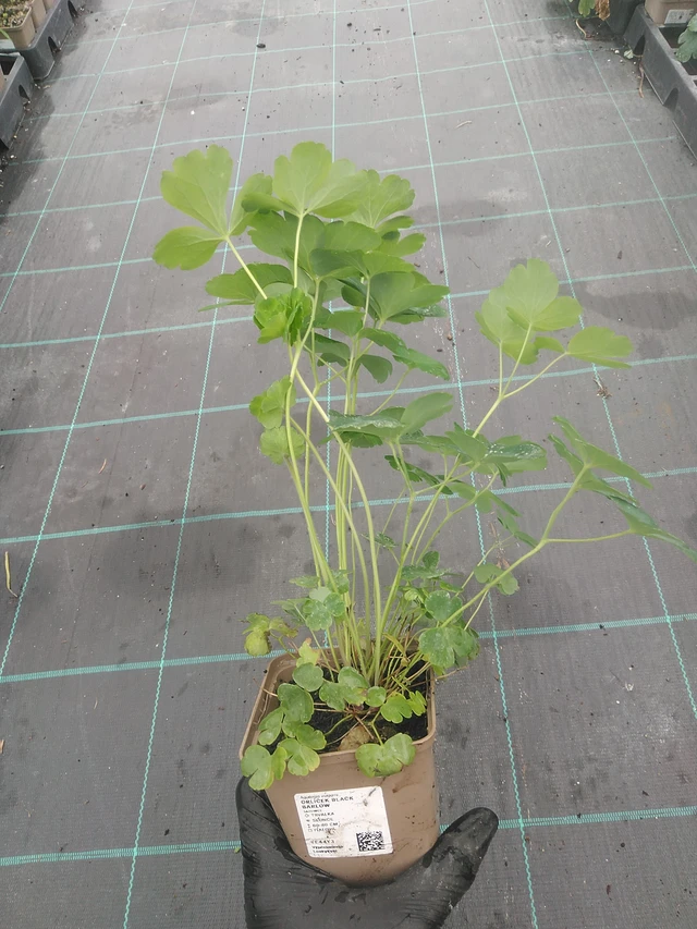 Lehtoakileija Black Barlow - 4. 8. 2025