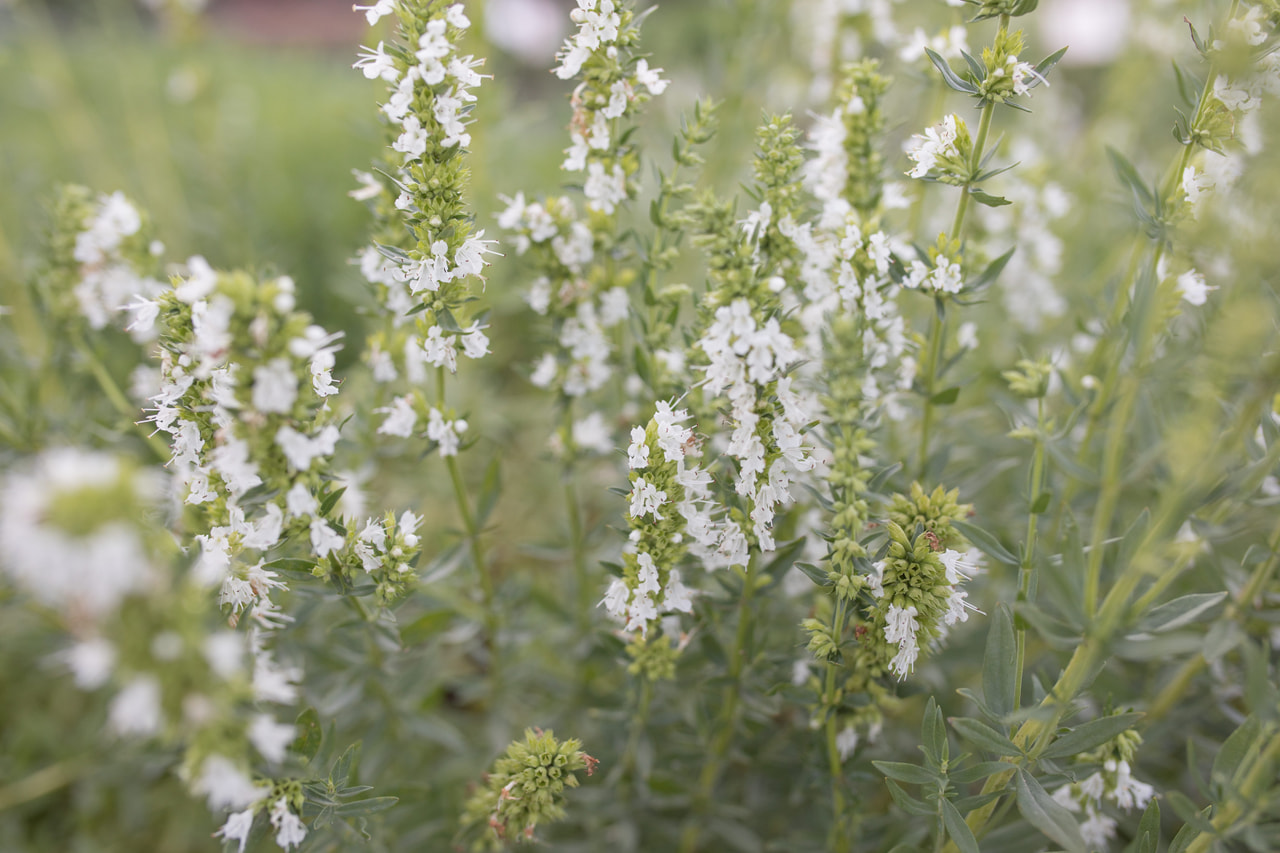 Hisopo Albus, Loukykvět