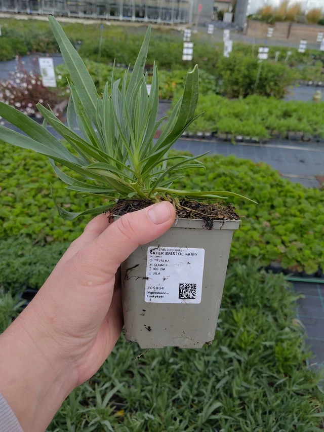 Morsiusharso Bristol Fairy - 9. 10. 2025