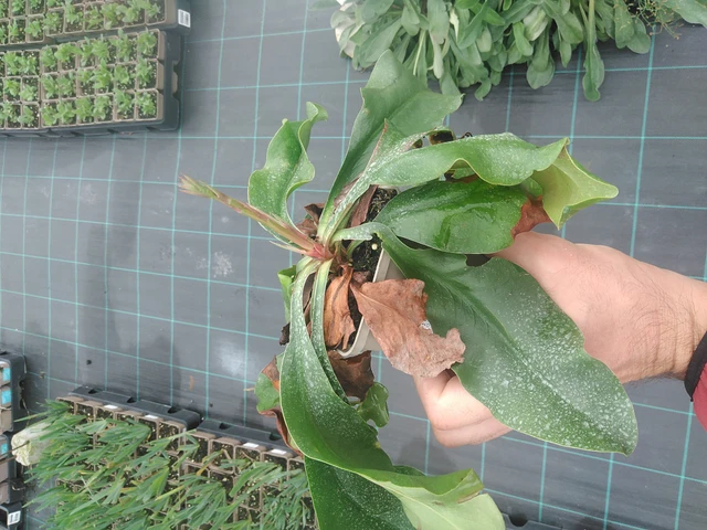 Estatice Tennessee Pink - 4. 8. 2025