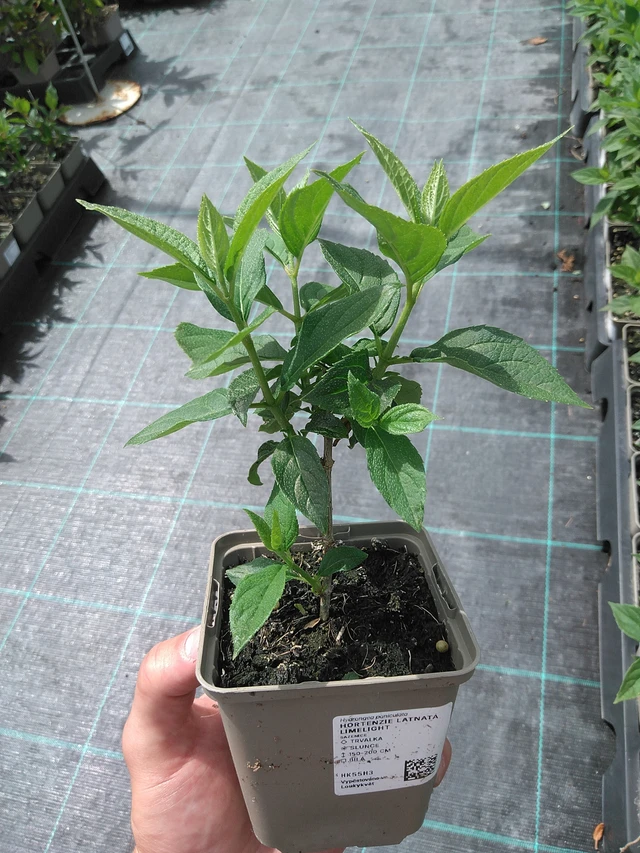 Syyshortensia Limelight - 26. 6. 2025