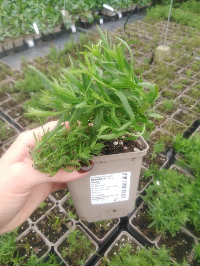 Kärsämö The Pearl - 2024