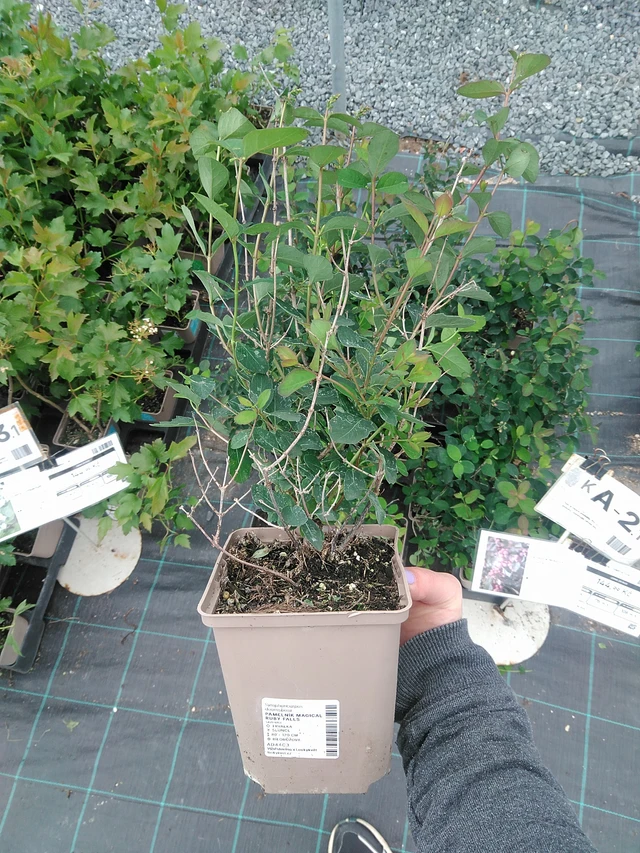 Lumimarja Magical Ruby Falls - 9. 6. 2025