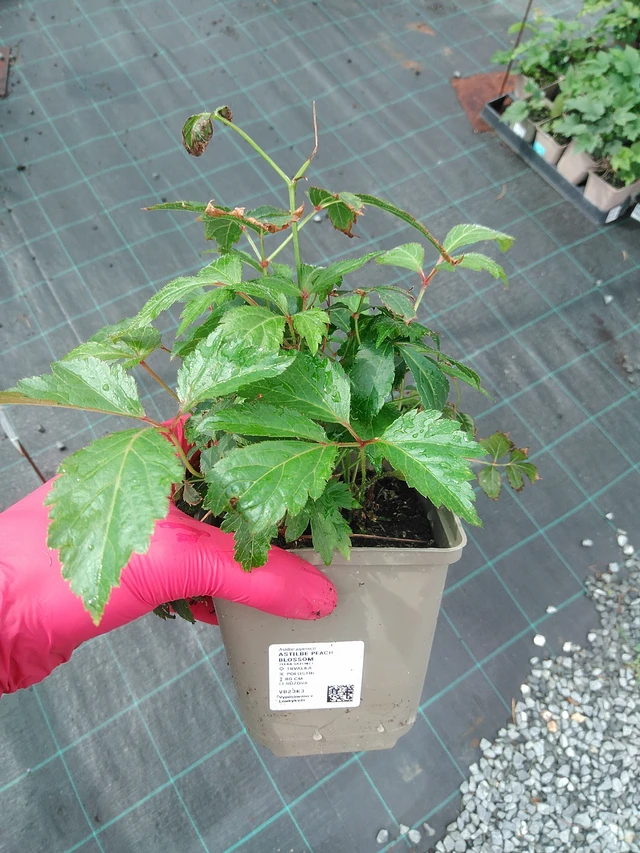 Jaloangervo Peach Blossom - 29. 7. 2025