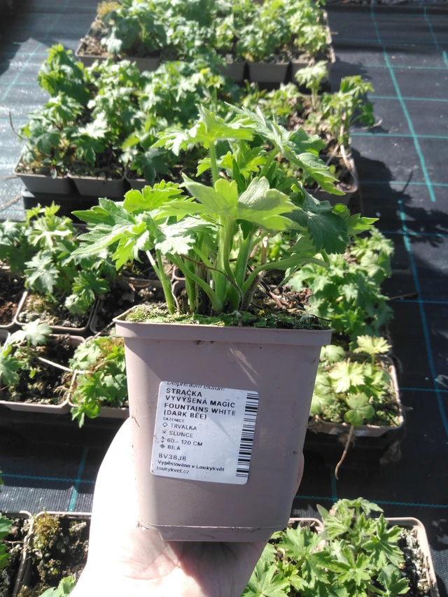 Jaloritarinkannus Magic Fountains White (Dark Bee) - 3. 4. 2025