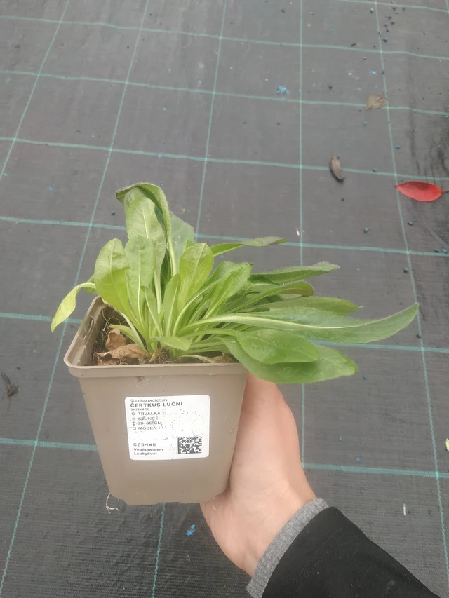 Purtojuuri - 10. 10. 2025