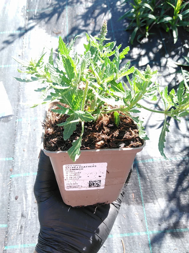 Salvia Feathers Flamingo - 19. 8. 2025