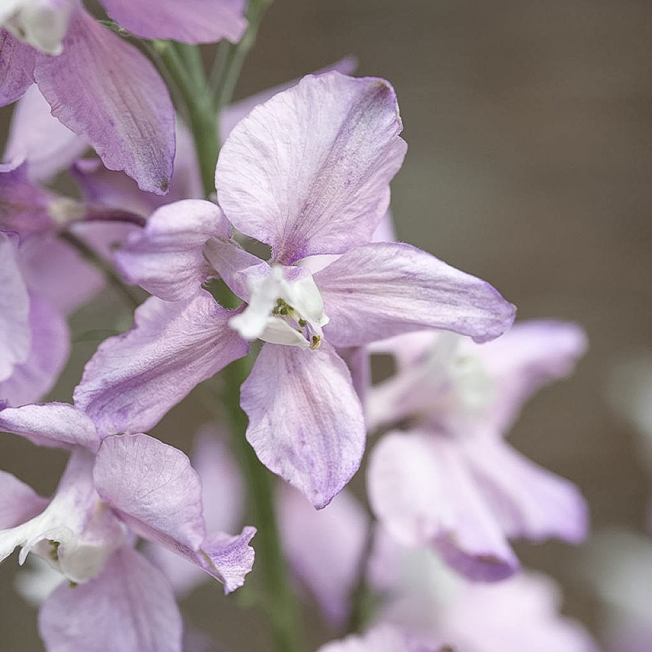 Larkspur Fancy Belladonna, Loukykvět