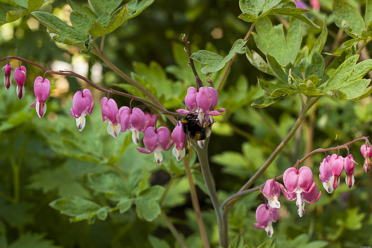 Särkynytsydän, Loukykvět