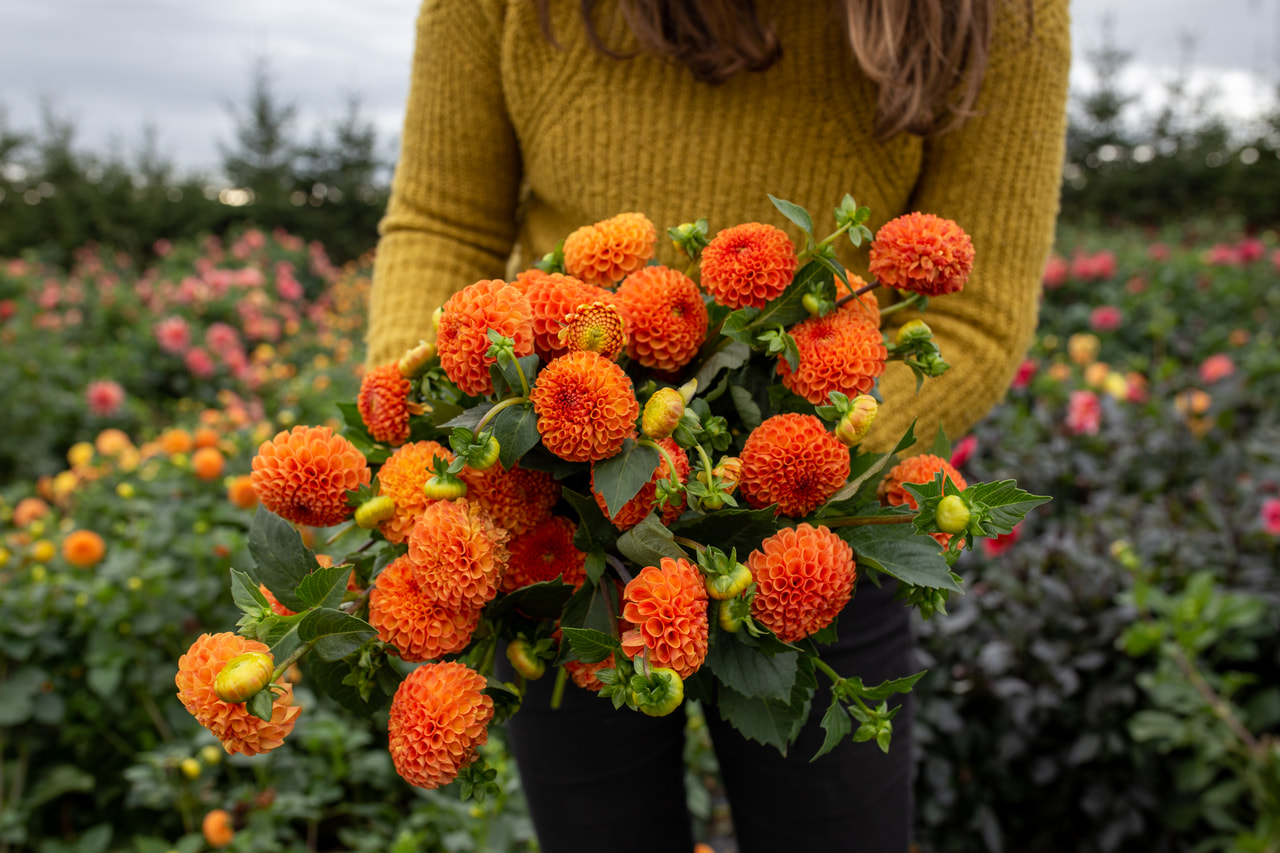 Daalia Bantling, Loukykvět