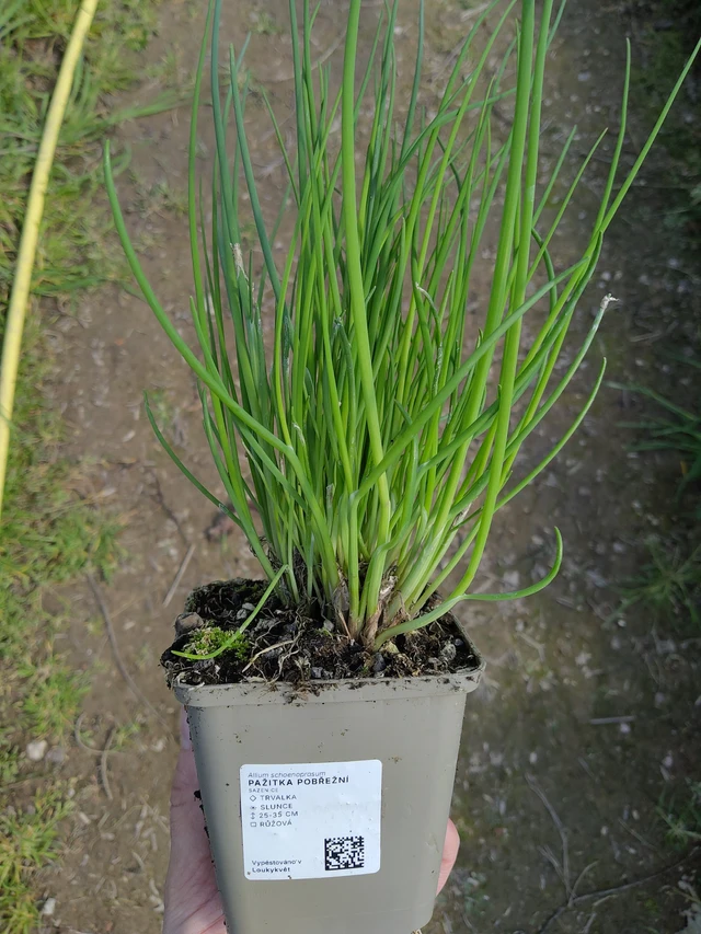 Cebollino - 27. 3. 2026