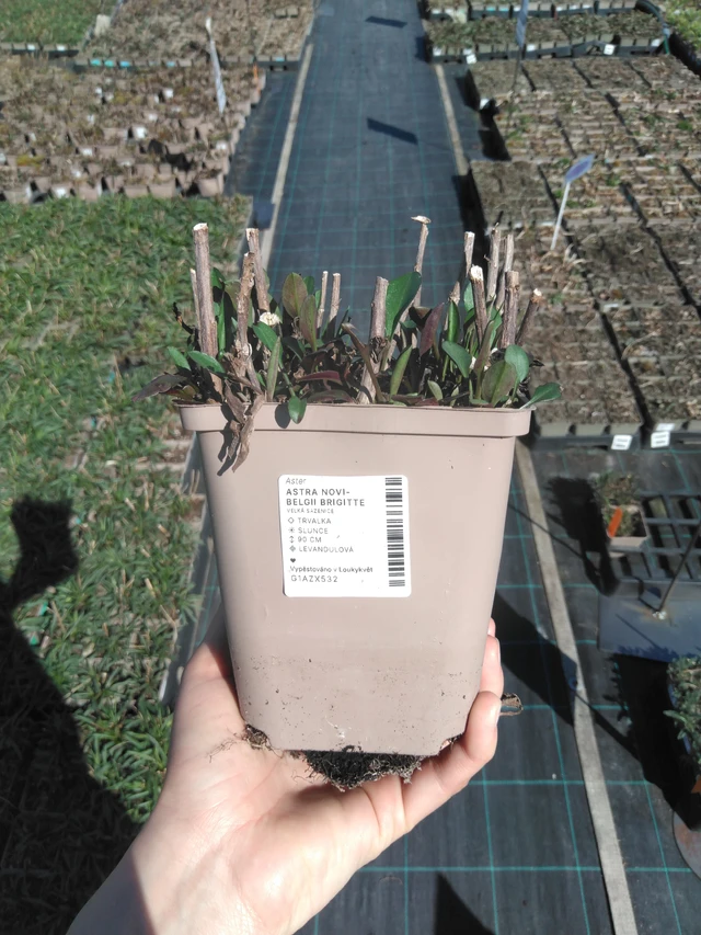 Syysasteri Brigitte - 3. 4. 2025