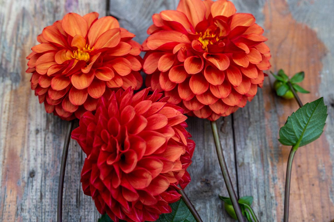 Daalia Brown sugar, Loukykvět