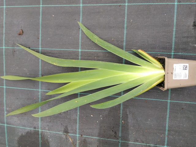 Kurjenmiekka Comme un Sourire - 10. 9. 2025