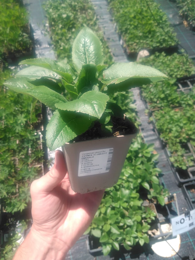 Peurankello Emerald - 2024