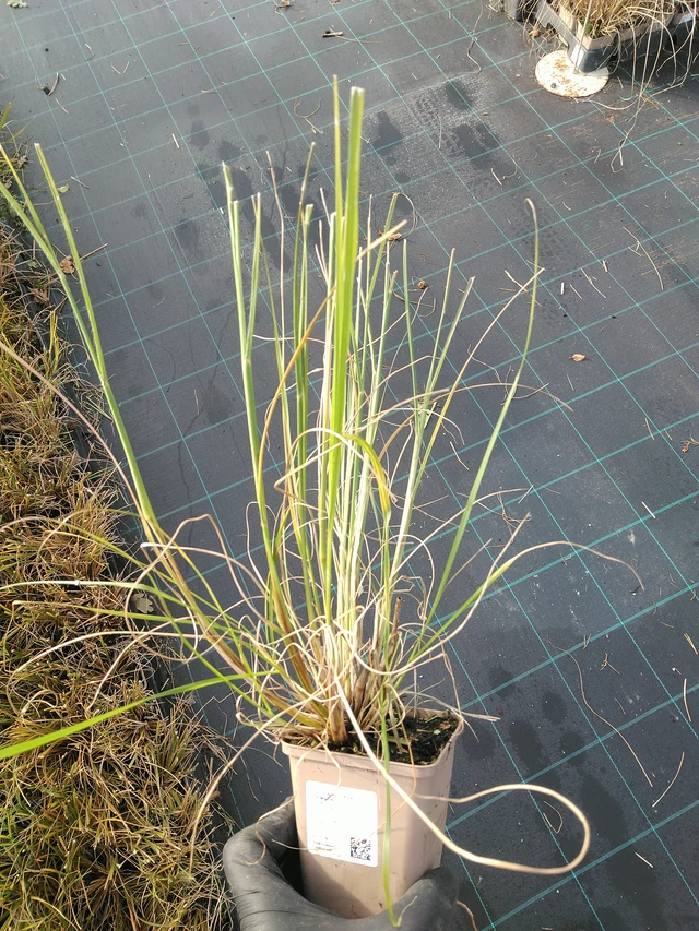 Herbe aux écouvillons Hameln - 31. 10. 2025