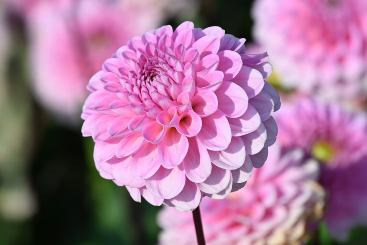 Dalia Veerle, Loukykvět