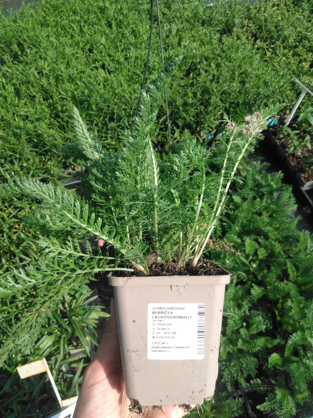 Siankärsämö Lachsschönheit - 2024