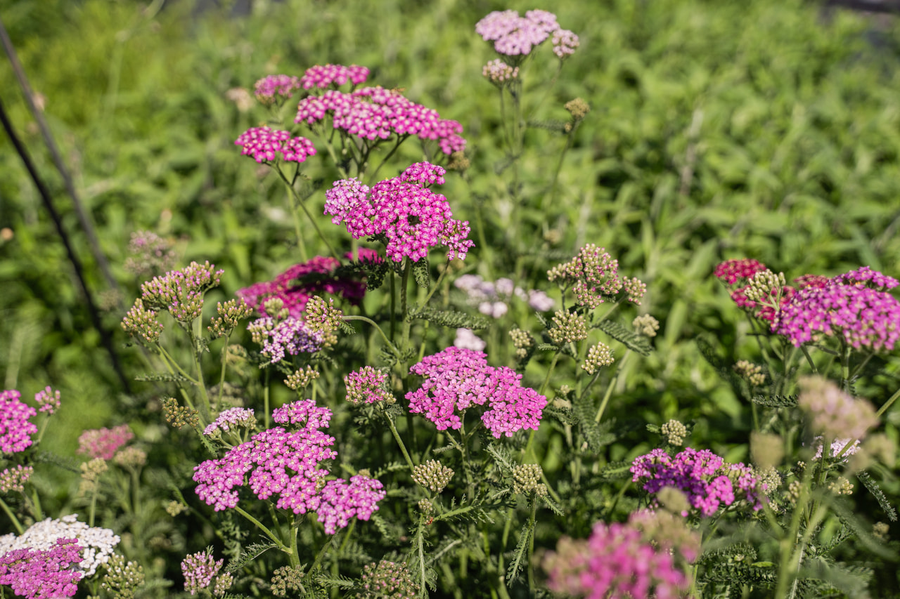 Siankärsämö Cerise Queen, Loukykvět