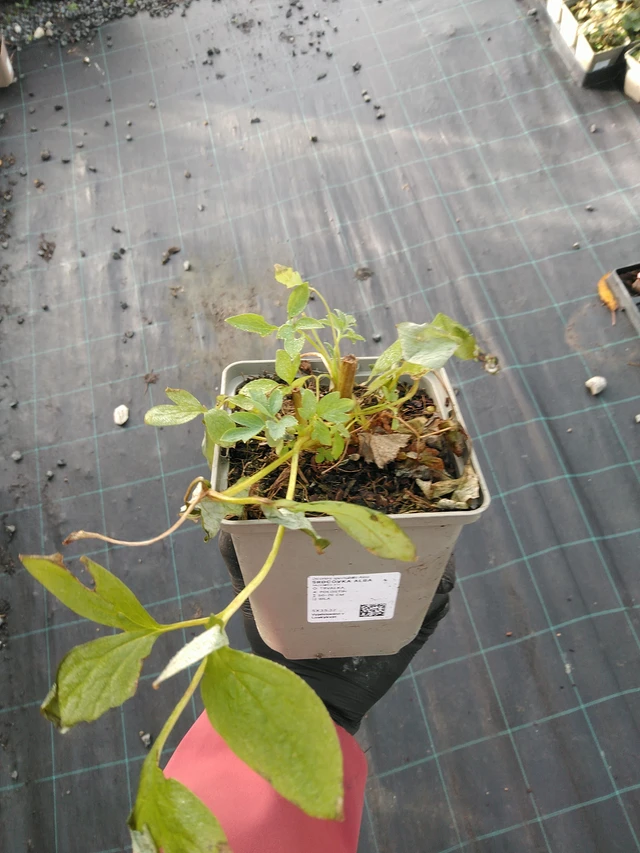 Corazón de María Alba - 31. 10. 2025