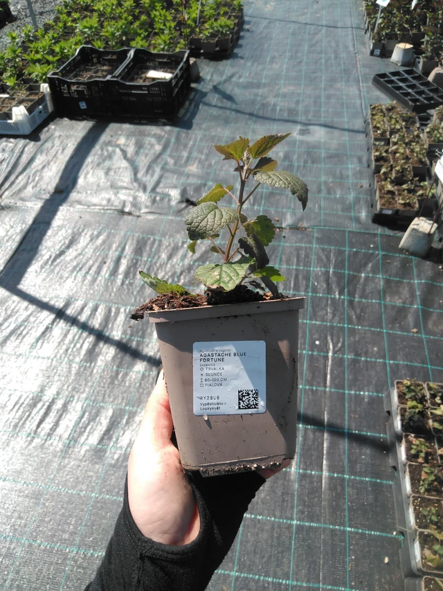 Jätti-iiso Blue Fortune - 13. 5. 2025