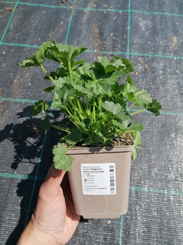 Myskimalva Appleblossom - 2024