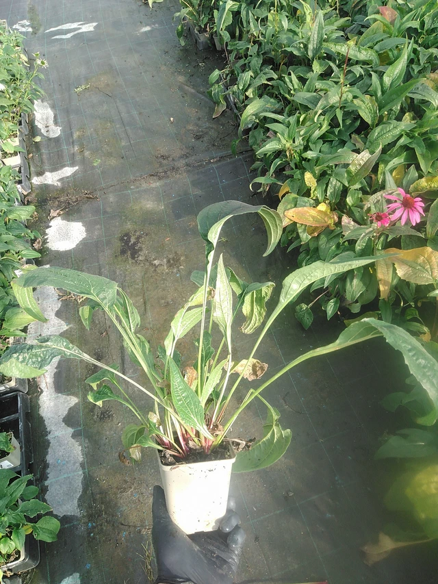 Punahattu Rubinstern - 13. 10. 2025