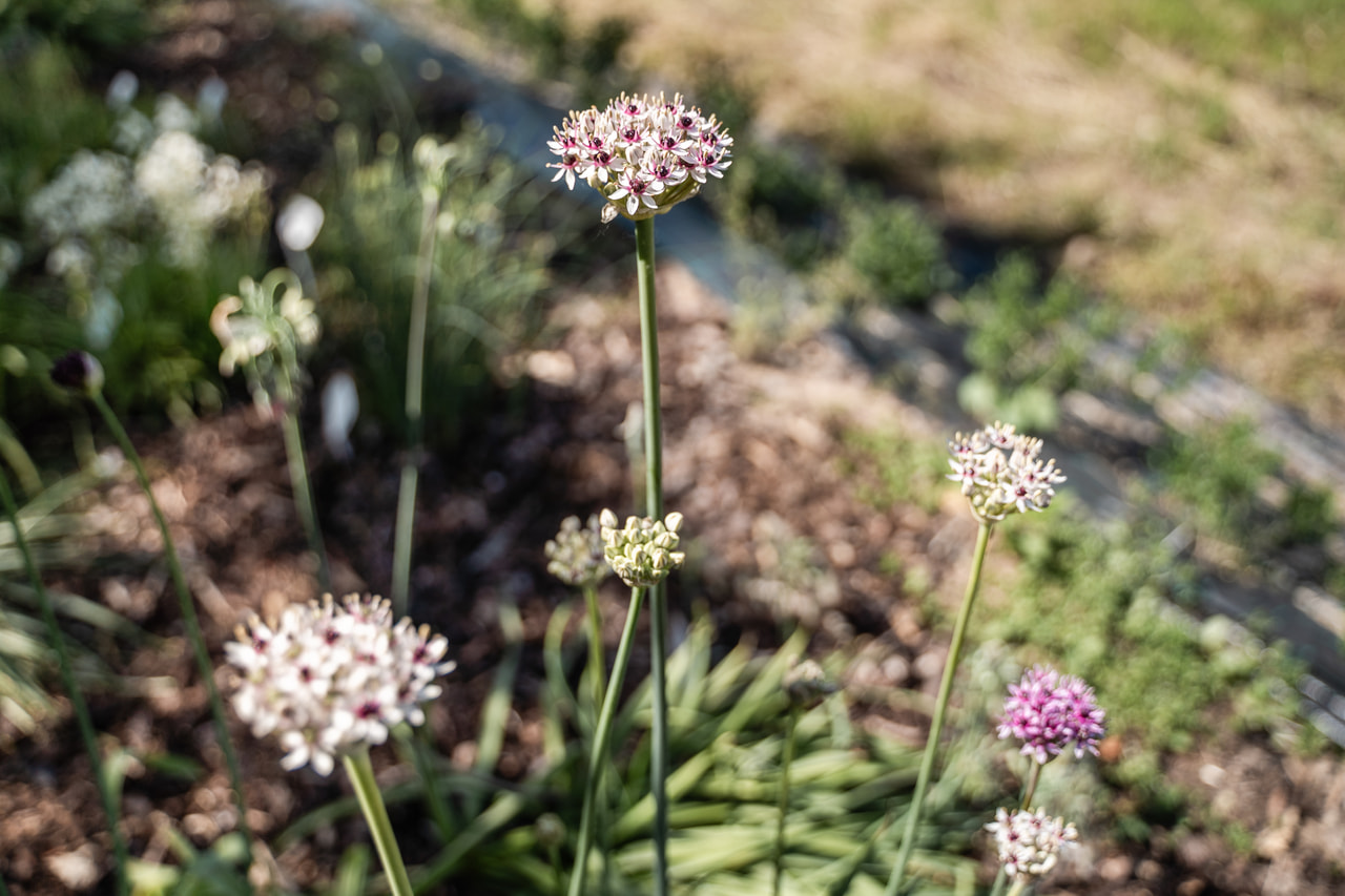 Allium Silver Spring, Loukykvět