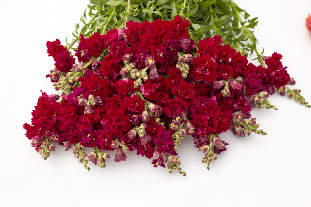 Boca de dragón Madame Butterfly Red, Loukykvět