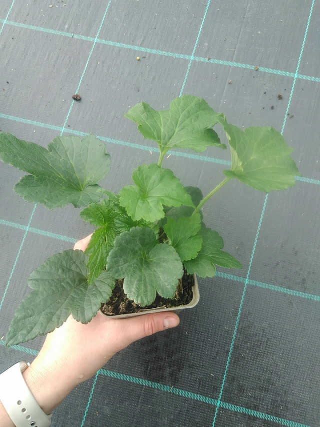 Syysvuokko Whirlwind - 17. 7. 2025