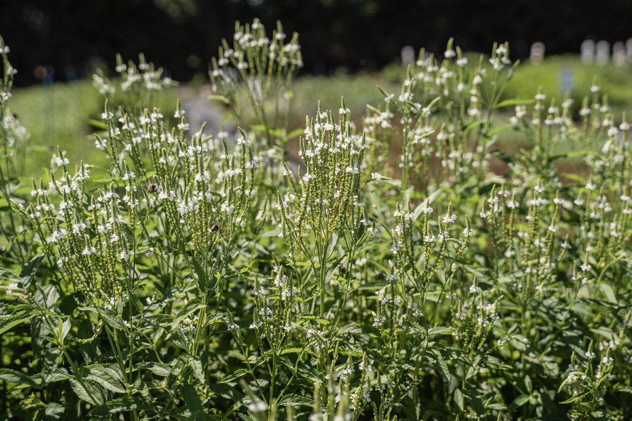 Verbena hastata White Spires, Loukykvět