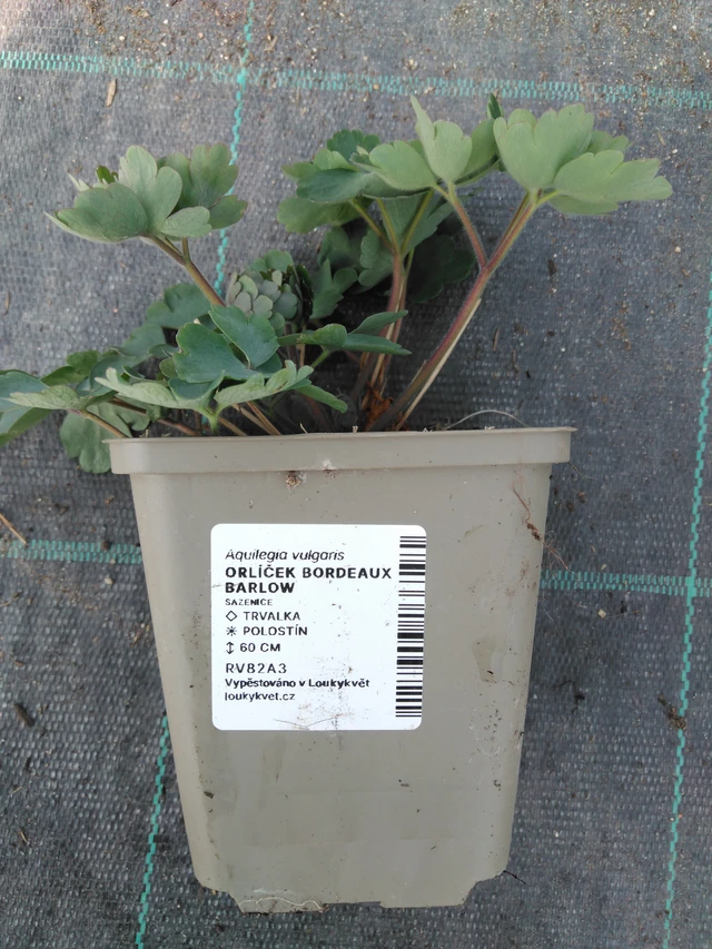 Aguileña Bordeaux Barlow - 3. 4. 2025