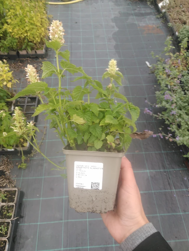 Iiso Alabaster - 10. 10. 2025