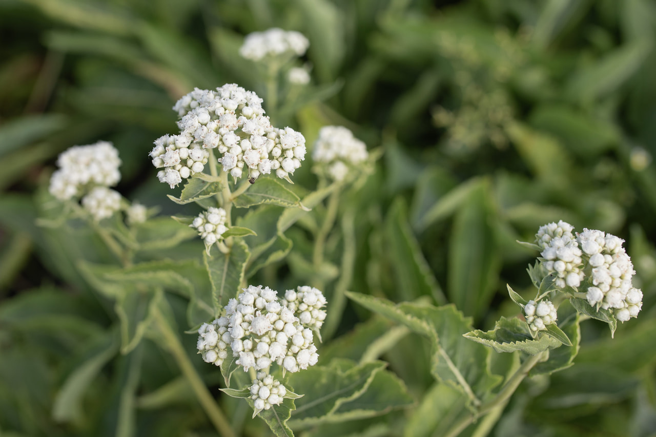 Preeriahelmikki, Loukykvět