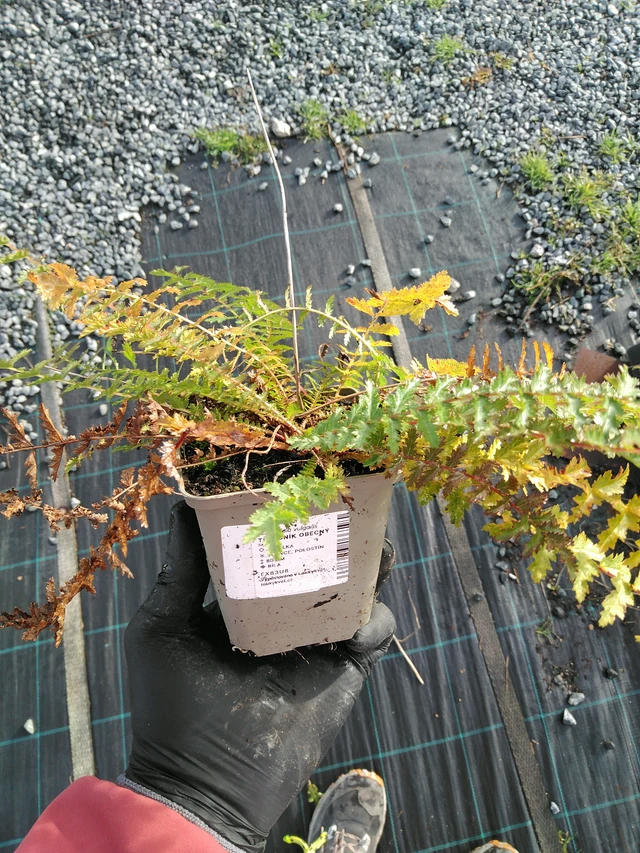 Reina de los prados - 31. 10. 2025