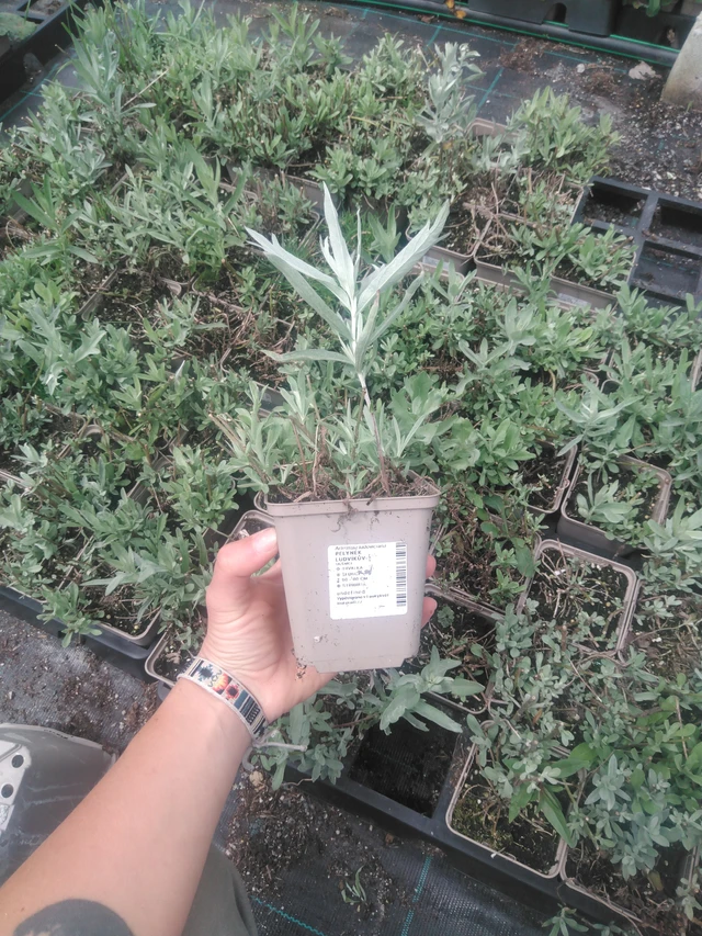 Artemisia ludoviciana - 2024