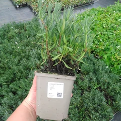 Grand plant