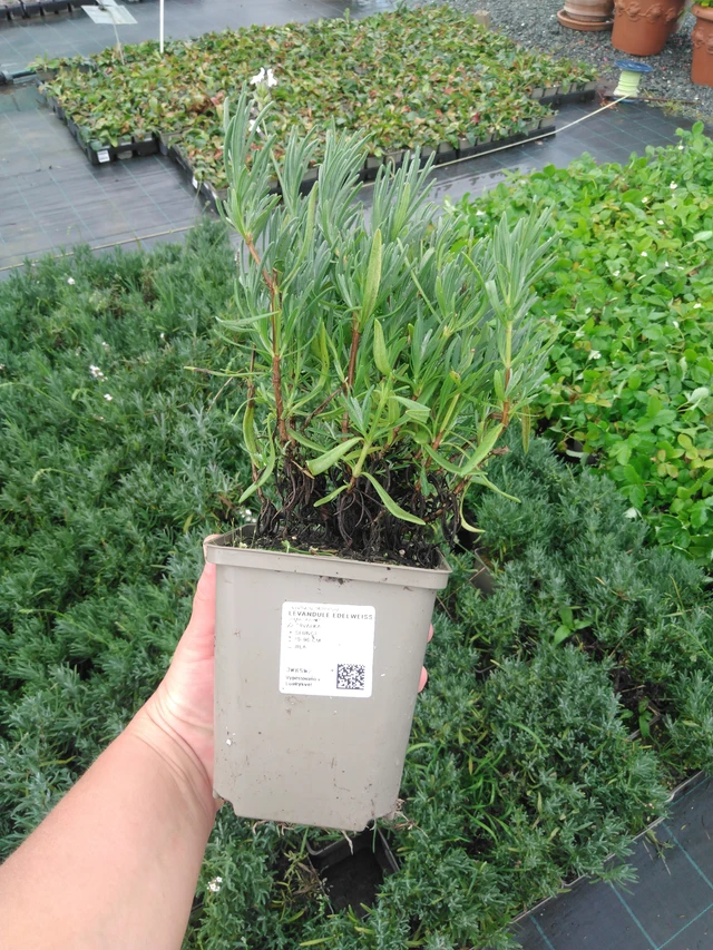 Lavande Edelweiss - 16. 9. 2026