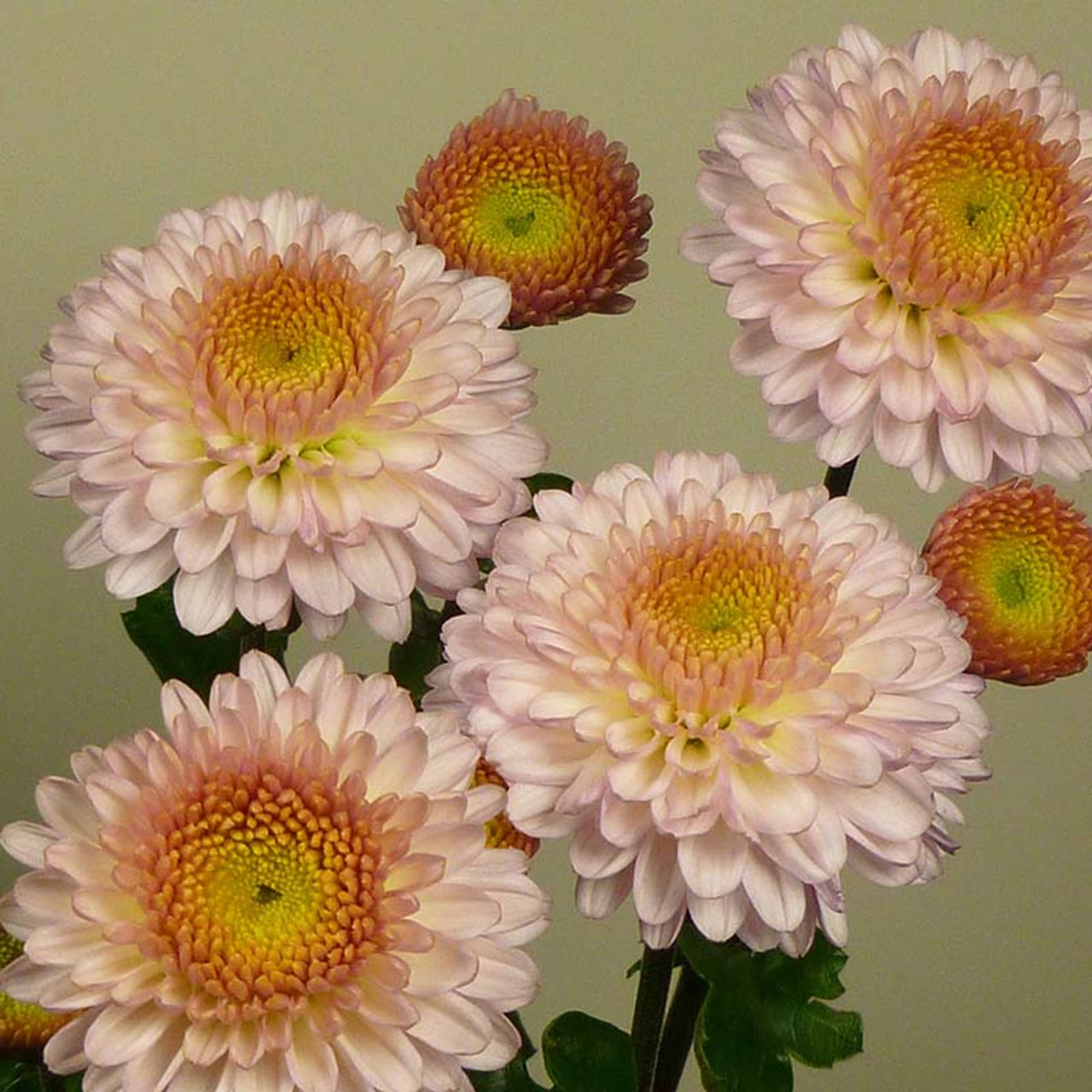 Chrysanthème Pompon Pink, Loukykvět