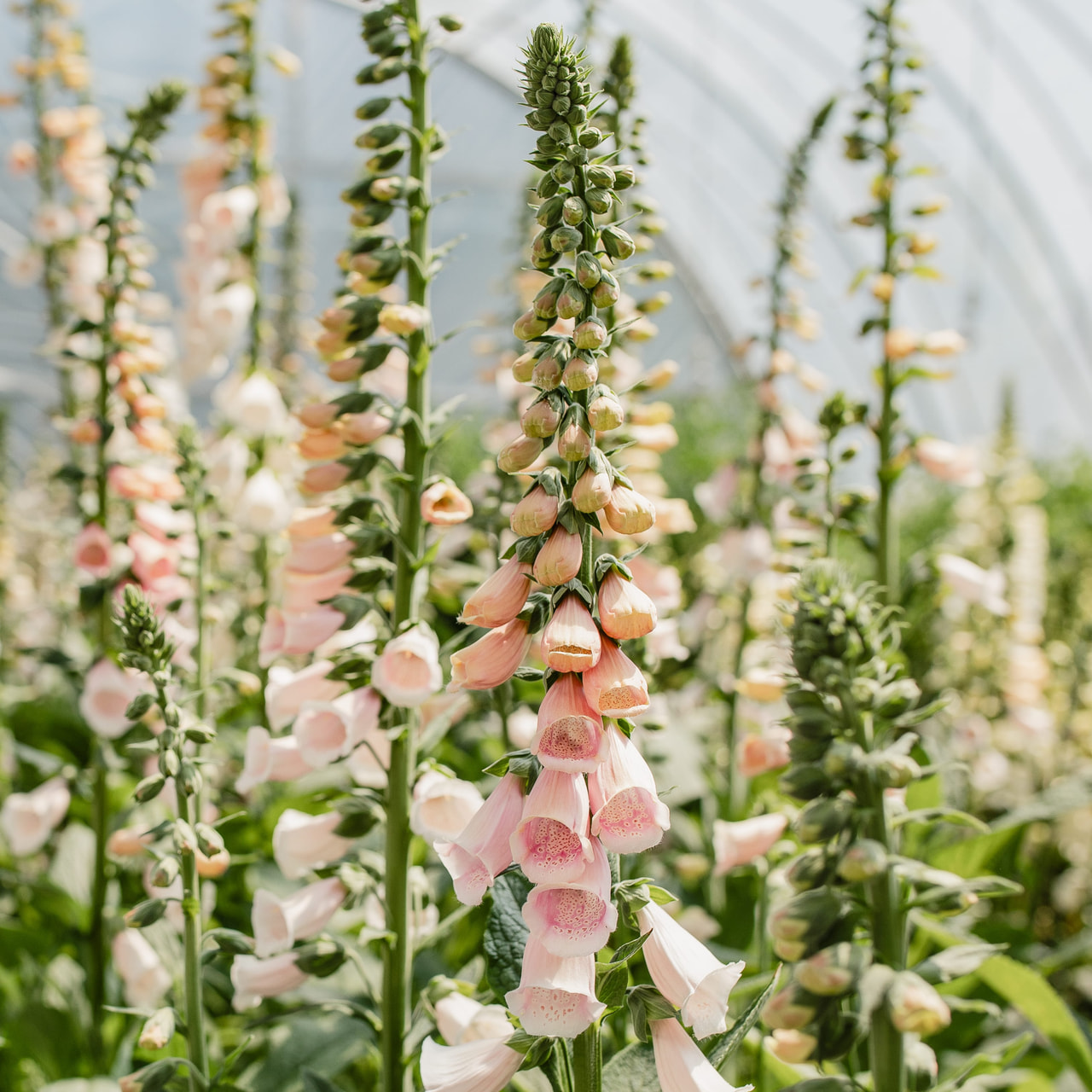 Foxglove Sutton’s Apricot, Loukykvět